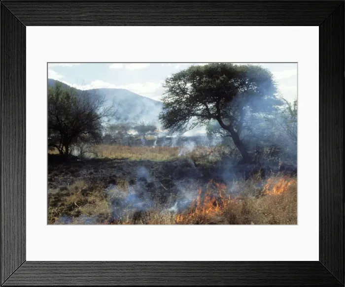 Framed Print : Grass Fire Pilanesberg National Park, South Africa Framed Print : Grass Fire Pilanesberg National Park, South Africa