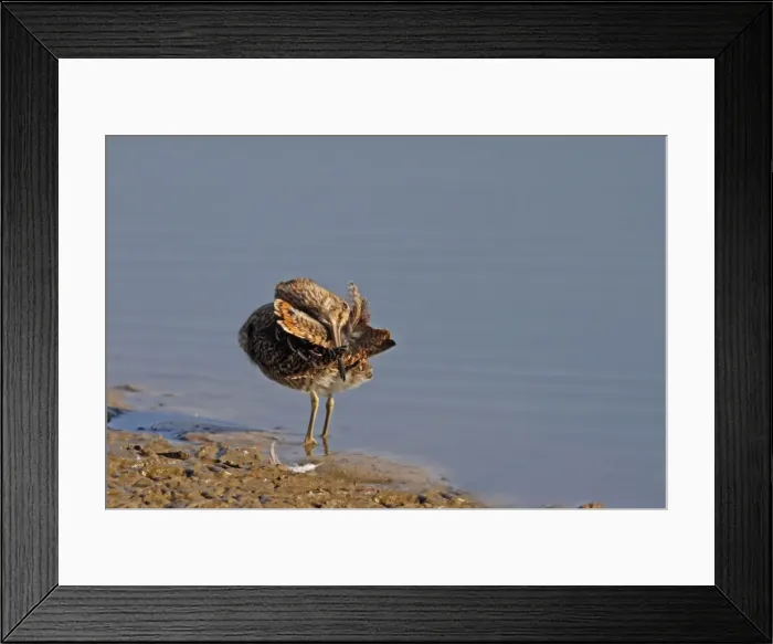 Framed Print : Common Snipe - preening - Le Parc Ornithologique du Teich - Arcachon - Bassin d'Arcachon - Gironde - France Framed Print : Common Snipe - preening - Le Parc Ornithologique du Teich - Arcachon - Bassin d'Arcachon - Gironde - France