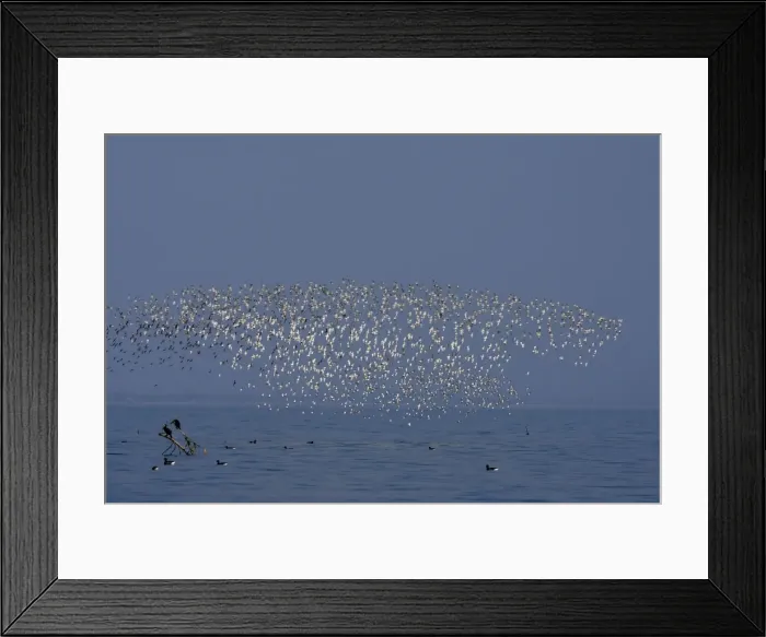 Framed Print : Various Waders: mainly Dunlin - Ringed Plover - Black-tailed Godwit - Red Knot - Curlew - in flight - D'oleron - Poitou charente - France Framed Print : Various Waders: mainly Dunlin - Ringed Plover - Black-tailed Godwit - Red Knot - Curlew - in flight - D'oleron - Poitou charente - France