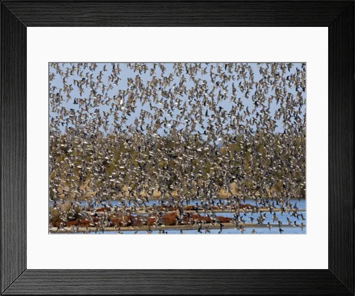 Framed Print : Various Waders - (mainly Dunlin) - in flight - Le Parc Ornithologique du Teich - Arcachon - Bassin d'Arcachon - Gironde - France Framed Print : Various Waders - (mainly Dunlin) - in flight - Le Parc Ornithologique du Teich - Arcachon - Bassin d'Arcachon - Gironde - France