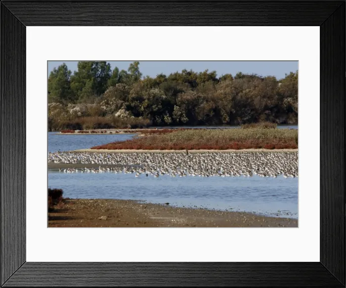 Framed Print : Various Waders: Dunlin - Ringed Plover - Black-tailed Godwit - Bassin d'Arcachon - France Framed Print : Various Waders: Dunlin - Ringed Plover - Black-tailed Godwit - Bassin d'Arcachon - France