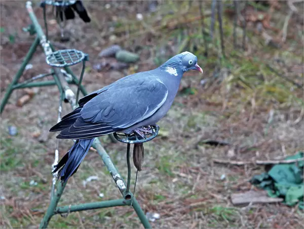 Wood Pigeon hunting area - decoy bird - Pine Forest - Les Landes - France
