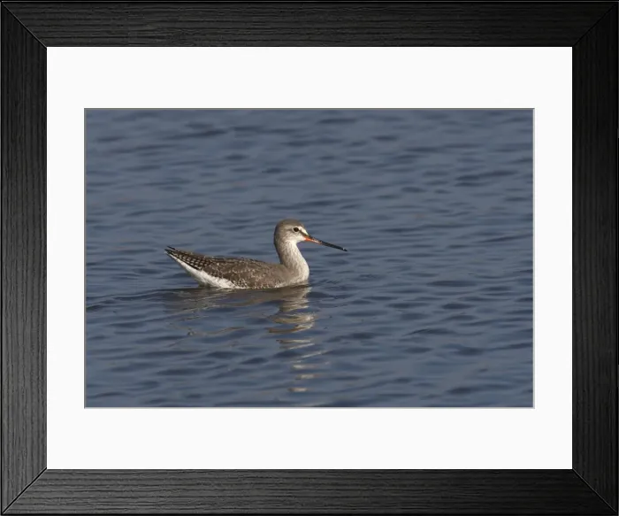 Framed Print : Spotted Redshank - on water - Le Parc Ornithologique du Teich - Arcachon - Bassin d'Arcachon - Gironde - France Framed Print : Spotted Redshank - on water - Le Parc Ornithologique du Teich - Arcachon - Bassin d'Arcachon - Gironde - France
