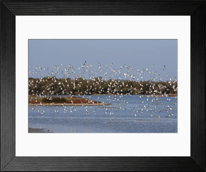 Framed Print : Various Waders (mainly Dunlin) - in flight - Le Parc Ornithologique du Teich - Arcachon - Bassin d'Arcachon - Gironde - France Framed Print : Various Waders (mainly Dunlin) - in flight - Le Parc Ornithologique du Teich - Arcachon - Bassin d'Arcachon - Gironde - France