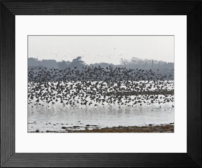 Framed Print : Various Waders: Dunlin - Ringed Plover - Black-tailed Godwit - Red Knot - Curlew - in flight - D'oleron - Poitou charente - France