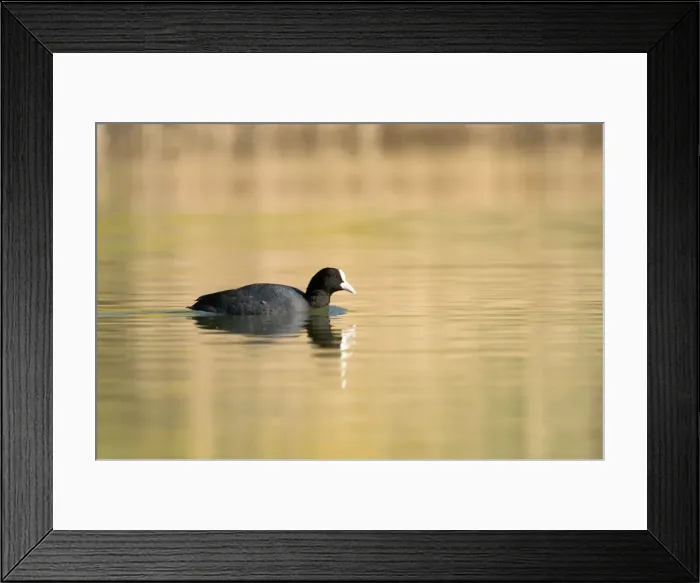 Framed Print : Coot - Monieux Vaucluse - Provence - France Framed Print : Coot - Monieux Vaucluse - Provence - France