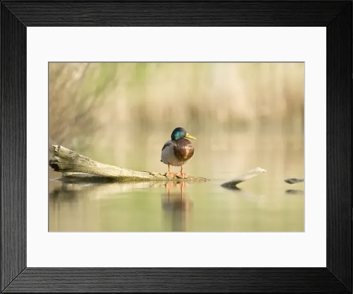 Framed Print : Mallard - male - Provence - France Framed Print : Mallard - male - Provence - France