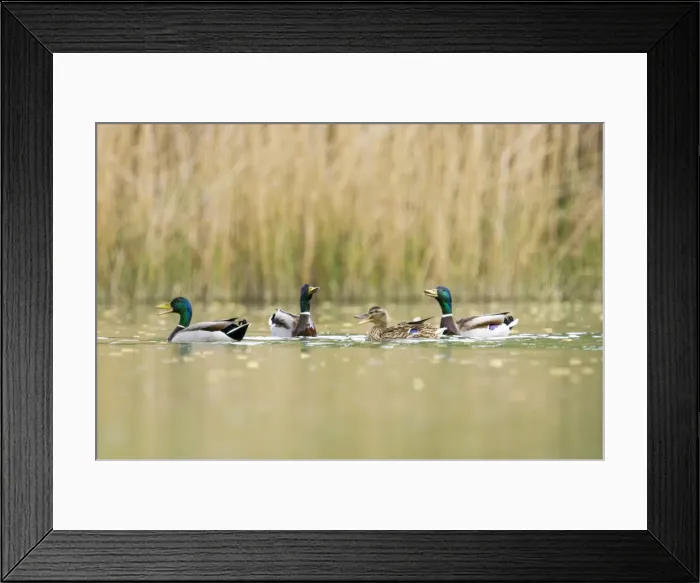 Framed Print : Mallards - 3 males wooing a female - Provence - France Framed Print : Mallards - 3 males wooing a female - Provence - France