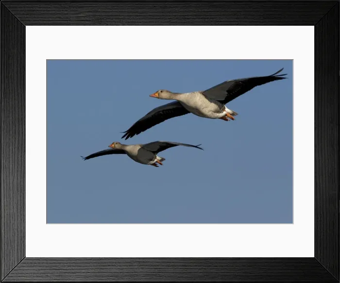 Framed Print : Greylag Geese - in flight - Saintes Marie de la Mer - Camargue - France Framed Print : Greylag Geese - in flight - Saintes Marie de la Mer - Camargue - France