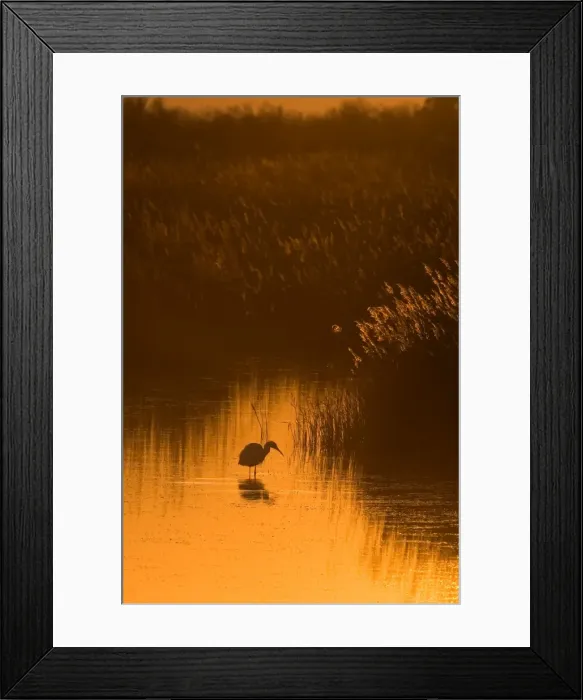 Framed Print : Little Egret - Camargue - France - March Framed Print : Little Egret - Camargue - France - March