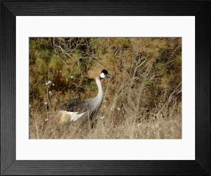 Framed Print : Black-Crowned Crane - Dans un marais - France Framed Print : Black-Crowned Crane - Dans un marais - France