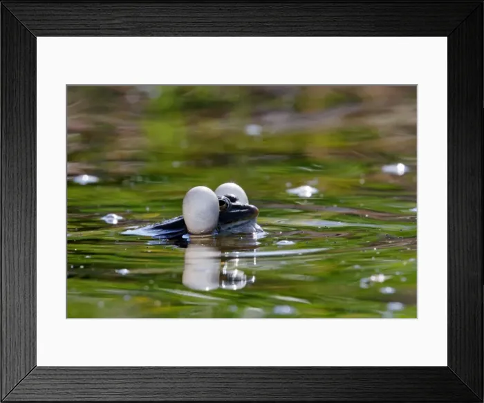 Framed Print : Green Frog - with inflated vocal sacs - in garden pond - Provence - France Framed Print : Green Frog - with inflated vocal sacs - in garden pond - Provence - France