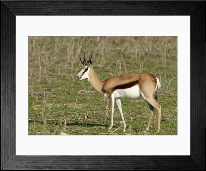 Framed Print : Springbok - in Safari Park Framed Print : Springbok - in Safari Park