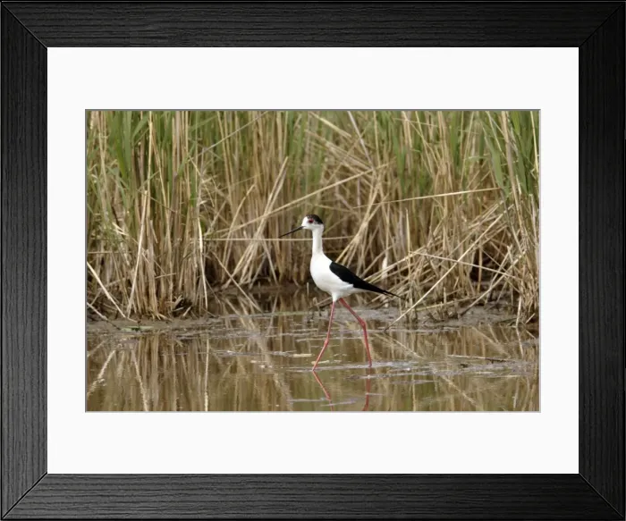Framed Print : Black-winged Stilt - Camargue - Bouches du Rhone - France Framed Print : Black-winged Stilt - Camargue - Bouches du Rhone - France