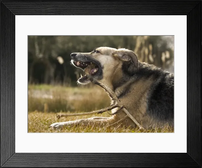 Framed Print : Dog - gnawing a branch Framed Print : Dog - gnawing a branch