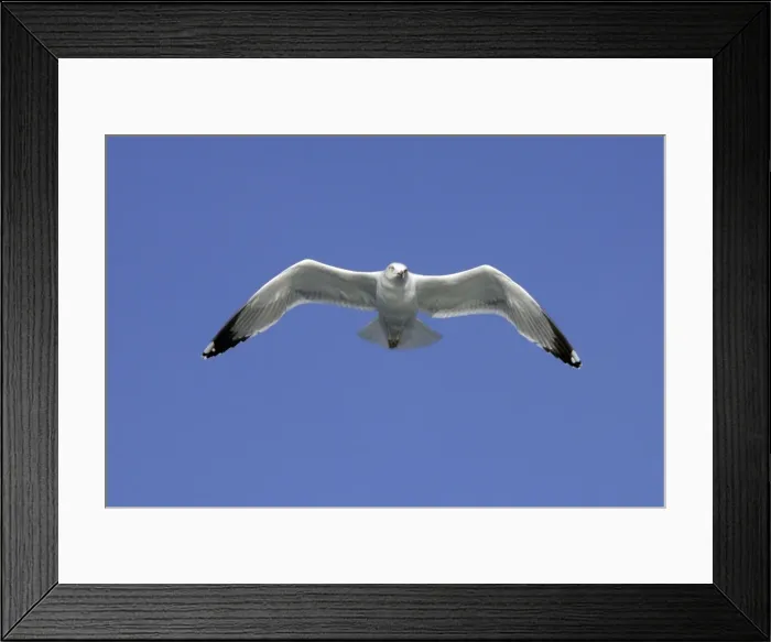Framed Print : Yellow-legged Gull - in flight - Le Grau du Roi - Languedoc - Rousillon - France Framed Print : Yellow-legged Gull - in flight - Le Grau du Roi - Languedoc - Rousillon - France
