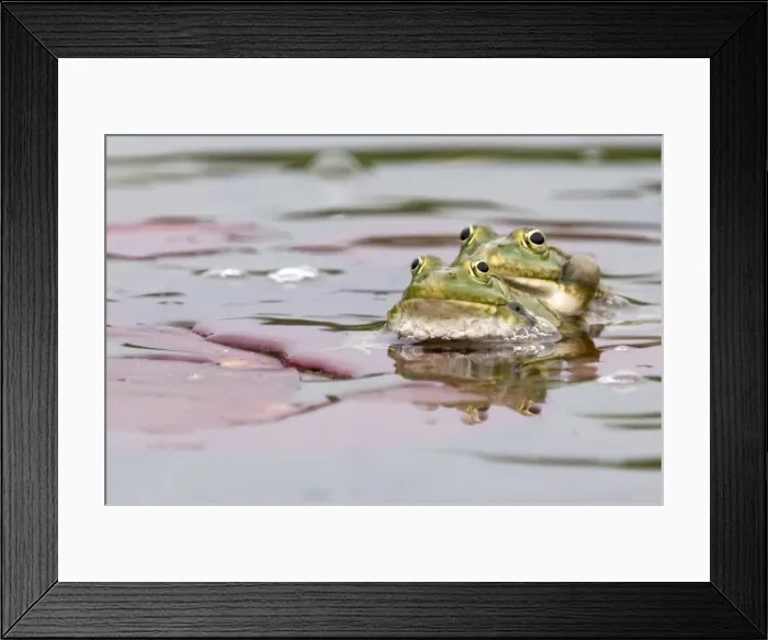 Framed Print : Green Frog - in garden pond - Provence - France Framed Print : Green Frog - in garden pond - Provence - France