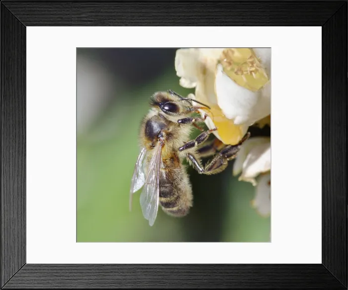 Framed Print : Bee - on flower Framed Print : Bee - on flower