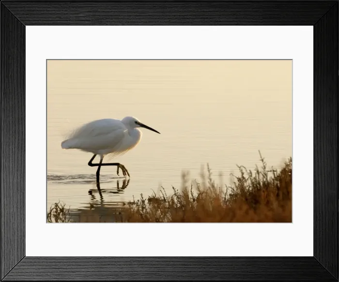 Framed Print : Little Egret - Camargue - France - March Framed Print : Little Egret - Camargue - France - March