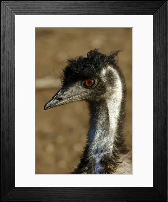 Framed Print : Emu - close-up of head Framed Print : Emu - close-up of head