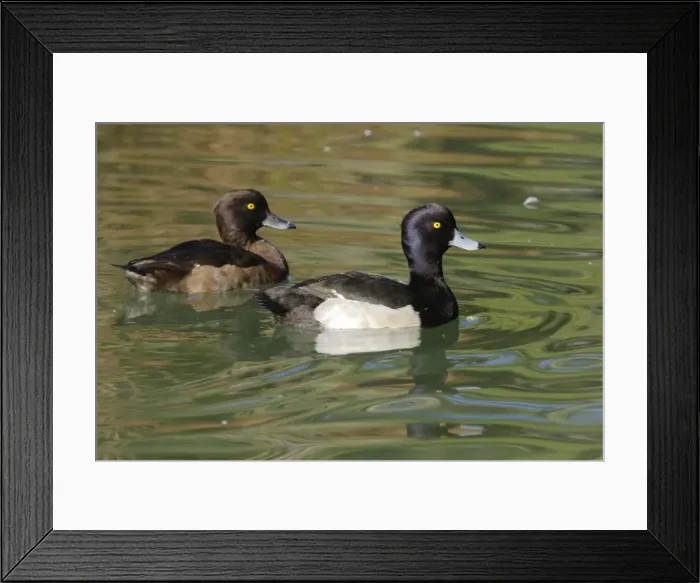 Framed Print : Tufted Duck - pair - Aude - France Framed Print : Tufted Duck - pair - Aude - France
