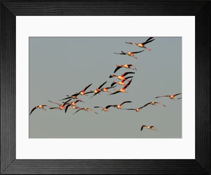 Framed Print : Greater Flamingo - in flight - Camargue - France Framed Print : Greater Flamingo - in flight - Camargue - France
