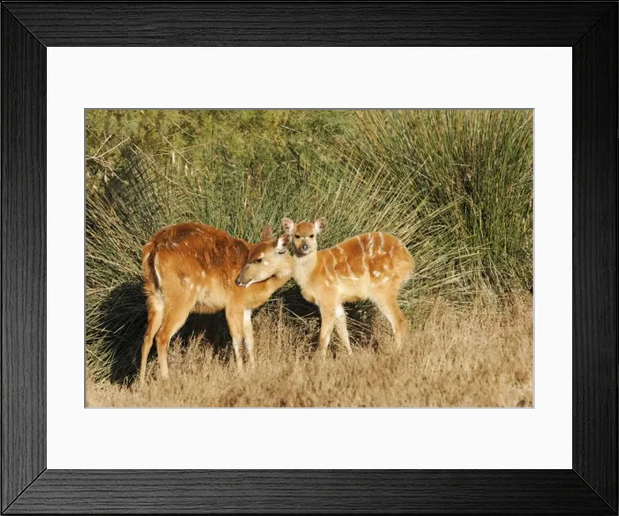 Framed Print : Sitatunga / Marshbuck - female and fawn - in swamp Framed Print : Sitatunga / Marshbuck - female and fawn - in swamp