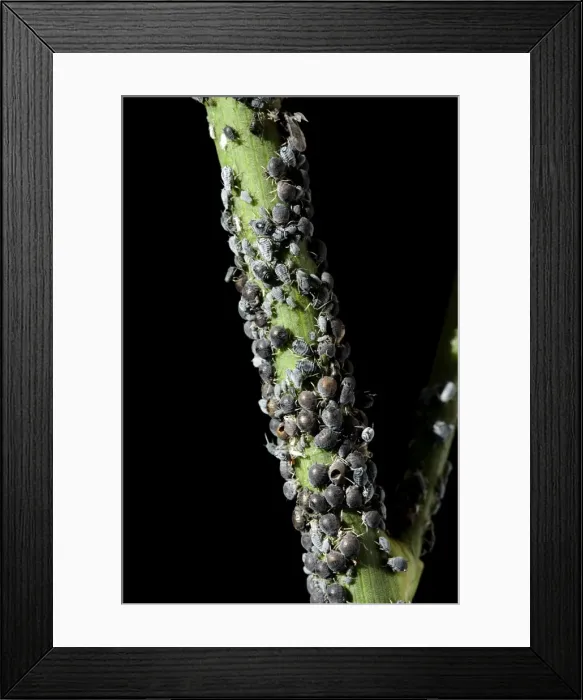 Framed Print : Black Aphid - colony - Provence - France Framed Print : Black Aphid - colony - Provence - France