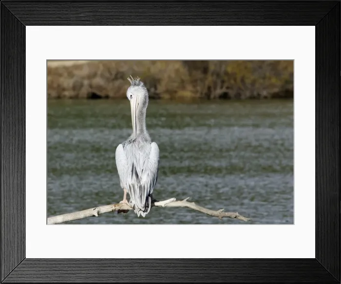 Framed Print : Pink-backed Pelican - preening Framed Print : Pink-backed Pelican - preening