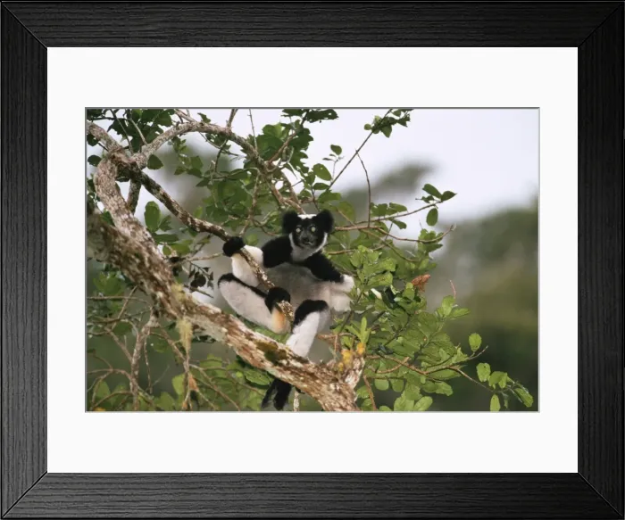 Framed Print : Indri - feeding in canopy Framed Print : Indri - feeding in canopy