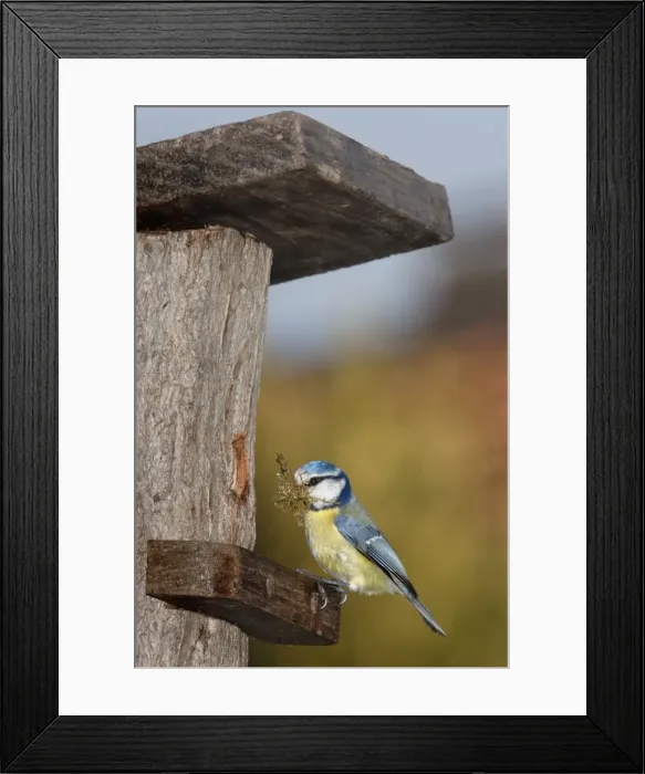Framed Print : Blue Tit - with nesting material in mouth Framed Print : Blue Tit - with nesting material in mouth