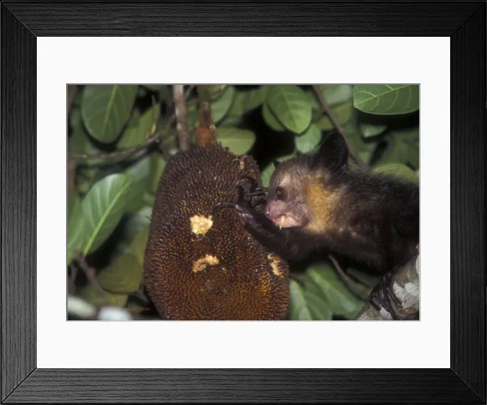 Framed Print : Aye-aye - eating fruit Framed Print : Aye-aye - eating fruit