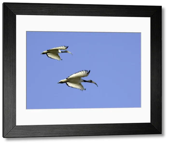 Framed Print : Sacred Ibis - in flight Framed Print : Sacred Ibis - in flight