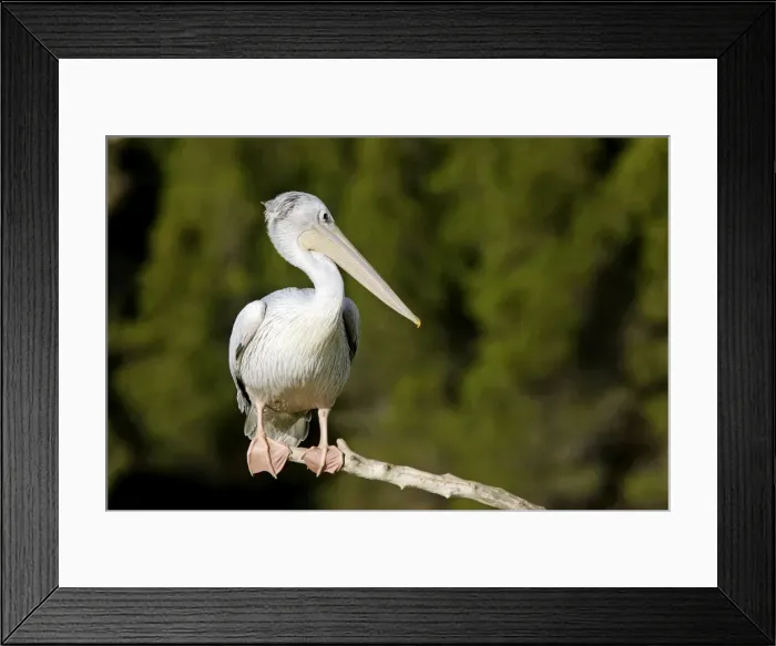 Framed Print : Pink-backed Pelican Framed Print : Pink-backed Pelican