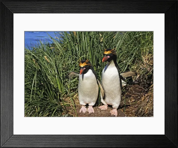 Framed Print : Macaroni Penguin - two. Cooper Bay - South Georgia Framed Print : Macaroni Penguin - two. Cooper Bay - South Georgia