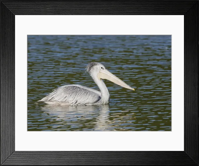 Framed Print : Pink-backed Pelican - in water Framed Print : Pink-backed Pelican - in water