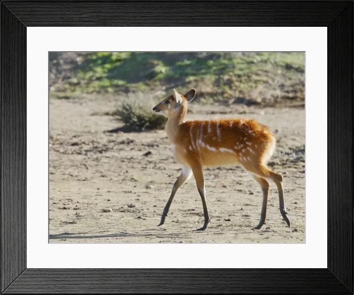 Framed Print : Sitatunga / Marshbuck - female Framed Print : Sitatunga / Marshbuck - female