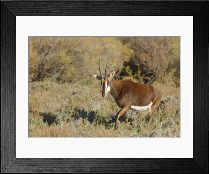 Framed Print : Sable Antelope Framed Print : Sable Antelope