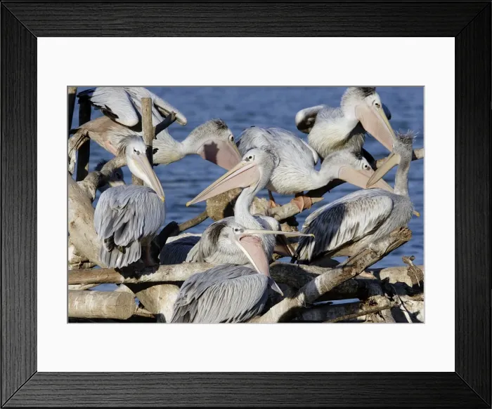 Framed Print : Pink-backed Pelican - colony Framed Print : Pink-backed Pelican - colony