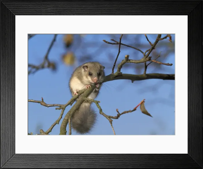 Framed Print : Fat / Edible Dormouse Framed Print : Fat / Edible Dormouse