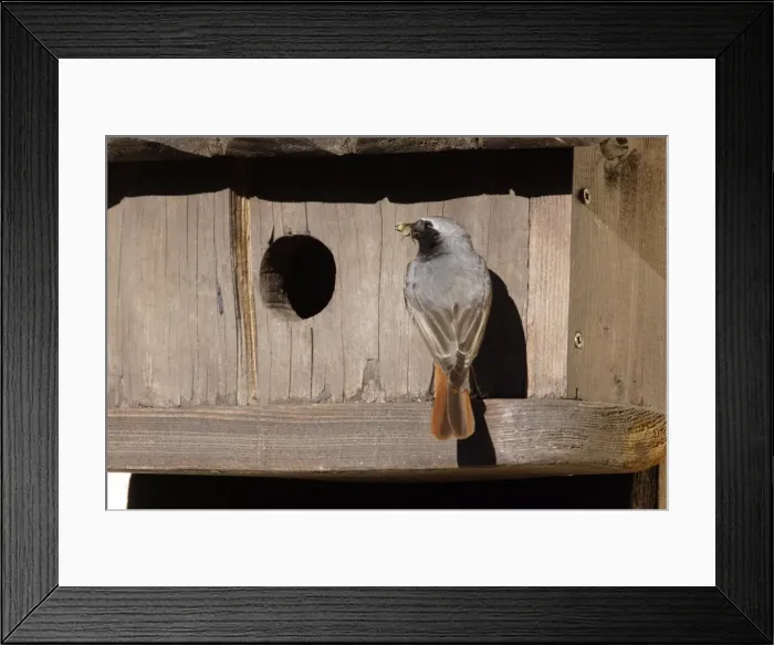 Framed Print : Black Redstart - male with food in mouth - entering nest Framed Print : Black Redstart - male with food in mouth - entering nest