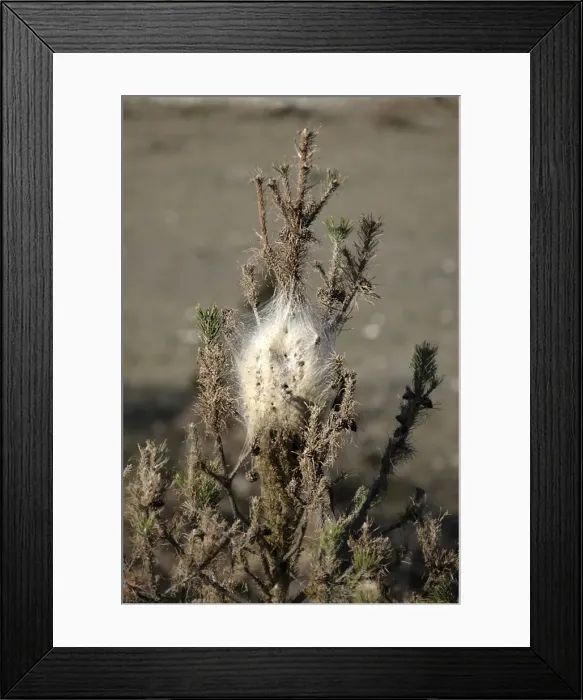 Framed Print : Processional Pine Caterpillars - attacking Black Pine Tree - Sault Vaucluse - France Framed Print : Processional Pine Caterpillars - attacking Black Pine Tree - Sault Vaucluse - France
