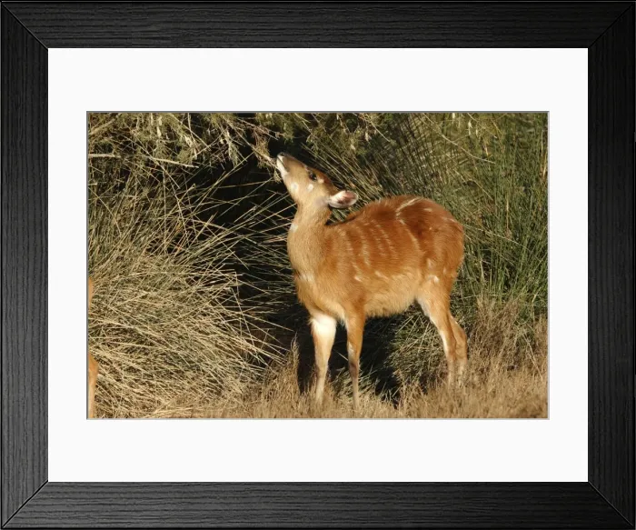 Framed Print : Sitatunga / Marshbuck - female feeding Framed Print : Sitatunga / Marshbuck - female feeding