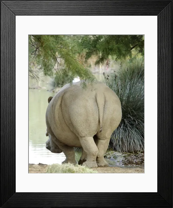 Framed Print : White Rhinoceros - in Safari Park - France Framed Print : White Rhinoceros - in Safari Park - France