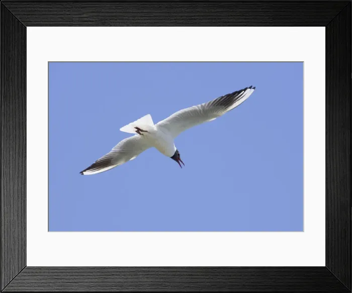 Framed Print : Black-headed Gull - in flight - Camargue - France Framed Print : Black-headed Gull - in flight - Camargue - France