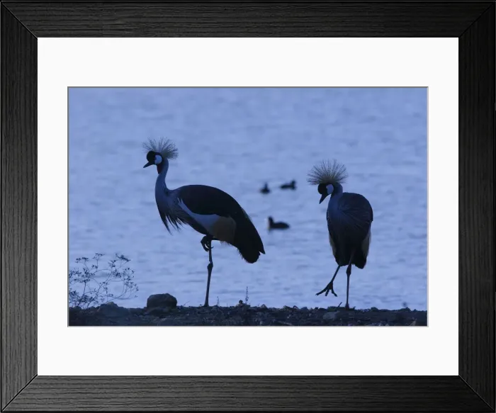 Framed Print : Black-Crowned Crane - pair - Dans un marais - France Framed Print : Black-Crowned Crane - pair - Dans un marais - France