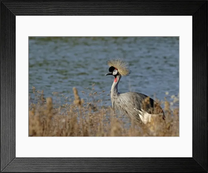 Framed Print : Black-Crowned Crane - Dans un marais - France Framed Print : Black-Crowned Crane - Dans un marais - France