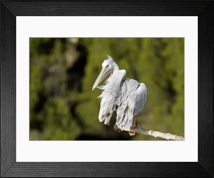 Framed Print : Pink-backed Pelican - preening Framed Print : Pink-backed Pelican - preening