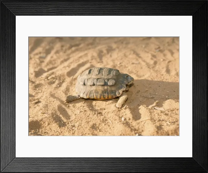 Framed Print : Madagascar Tortoise Framed Print : Madagascar Tortoise