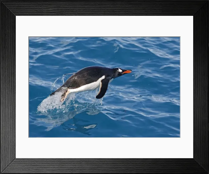 Framed Print : Gentoo Penguin - swimming. Cooper Bay - South Georgia Framed Print : Gentoo Penguin - swimming. Cooper Bay - South Georgia